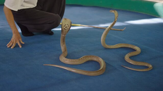 Charmer man training two Thai cobra snakes on a blue stage floor provoking them to attack at Mae Sa Snake Farm, Chiang Mai, Thailand