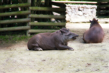 Tapir anta z krakowskiego zoo © Bogdan