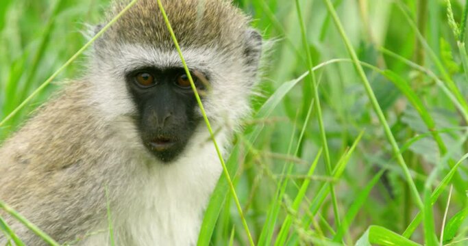 Closeup shot of black face vervet monkey eating and chewing.