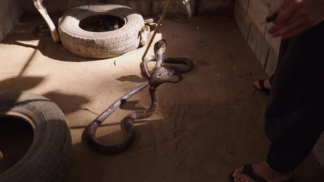 Man handler training touching body of Thai cobras which spread hood feeling danger at the barn - at Mae Sa Snake Farm Chiang Mai, Thailand