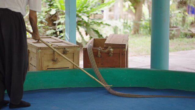 Man Handler Put King Cobra Snake in Wooden Box Using Long Stick After Show at Mae Sa Farm in Chiang Mai, Thailand - slow motion