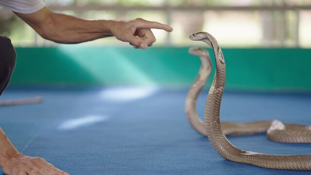 Chiang Mai Snake Show - Thai handler touching Thai cobra's head with a finger on the outdoor stage, Thailand 