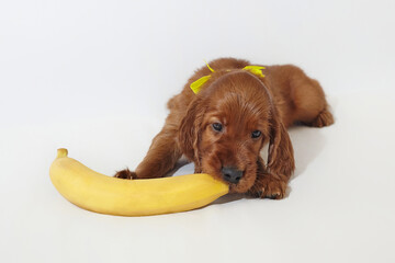 Brown charming Irish setter puppy with a yellow ripe banana. photo shoot in the studio on a white...