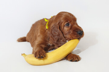 Brown charming Irish setter puppy with a yellow ripe banana. photo shoot in the studio on a white...