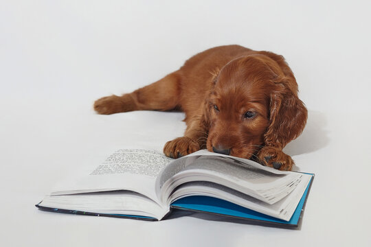 brown adorable Irish Setter puppy is reading a book. photo shoot in the studio on a white background