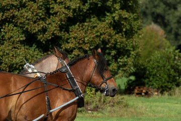 Concours de cheval Ardennais