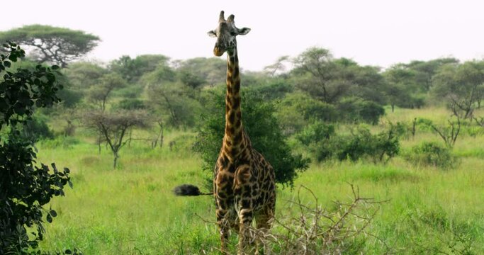 A close up shot of a tall giraffe moving its ears and tail.