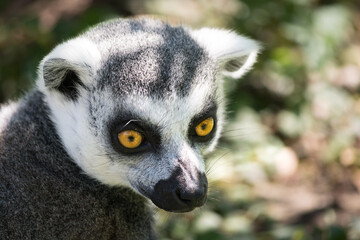 Portrait of a lemur monkey