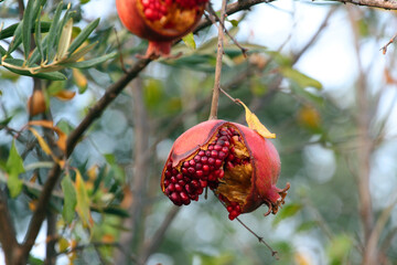 Pomegranates can split open when they are ripe, but splitting and cracking before they reach...