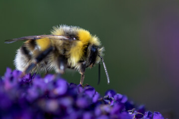 Nahaufnahme einer Hummel