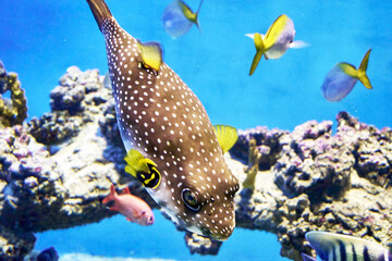 Takifugu, or pufferfish Takifugu is a genus of ray-finned fish of the family of blowfish of the...