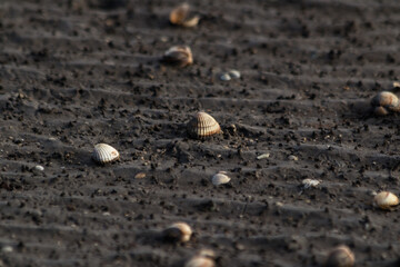 Muscheln im Watt © Mathias Spiekermann
