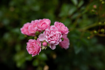 Rosen
