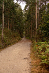 Fototapeta premium A path surrounded by eucalyptus trees with two people in the background