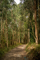 Fototapeta premium A lush forest of eucalyptus. Green floor and brown logs