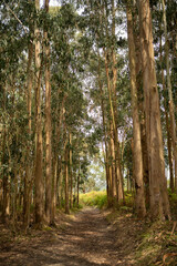 Obraz premium A lush forest of eucalyptus. Green floor and brown logs