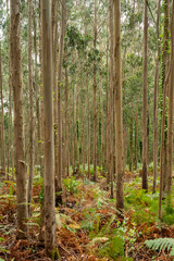 A lush forest of eucalyptus. Green floor and brown logs