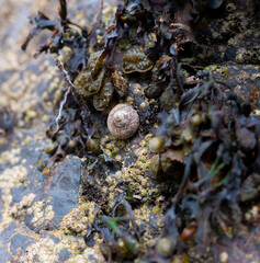A snail stuck to the rock of a cliff. Seawater