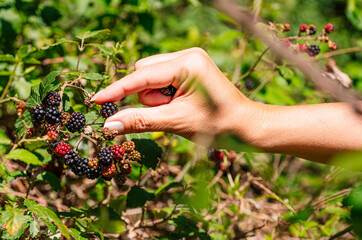Woman's hand picking blackberries