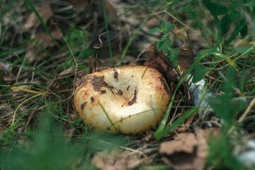 looking for mushrooms in the Siberian forest