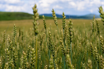 ears of wheat in the fields of Siberia