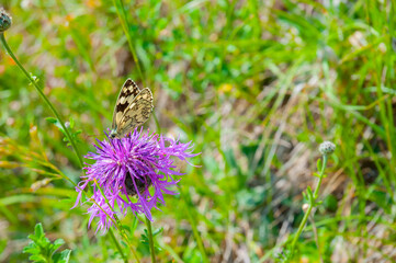 Schmetterling 