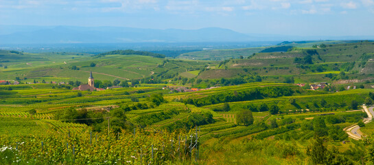 Weinberge Reben