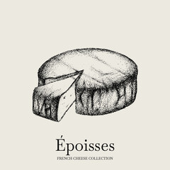 Vector hand drawn illustration of Epoisses cheese. Template for card, poster, banner, print for t-shirt.
