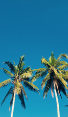 Obraz premium coconut tree with blue sky background