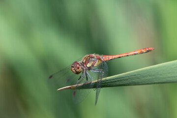 Close-up of a large darter (Sympetrum striolatum) sitting on a green reed against a green...