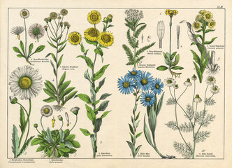 A sheet of antique botanical lithography of the 1890s-1900s with images of plants. Copyright has expired on this artwork. Digitally restored. - obrazy, fototapety, plakaty