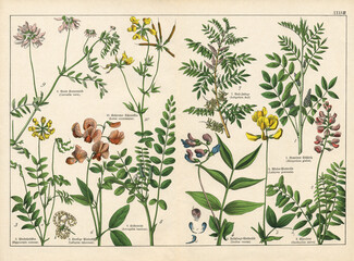 A sheet of antique botanical lithography of the 1890s-1900s with images of plants.