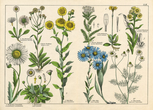 A sheet of antique botanical lithography of the 1890s-1900s with images of plants. Copyright has expired on this artwork. Digitally restored.