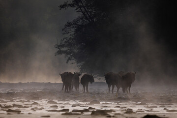 European Bison, Wisent, Bison bonasus. Bieszczady, Carpathians, Poland.