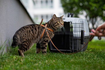 The owner holds a gray striped cat by the leash at the carrier on the green grass outdoors. 