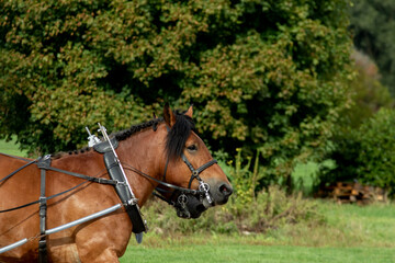 Obraz premium Concours de cheval Ardennais