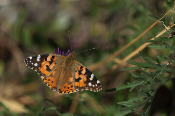 Painted lady (Vanessa cardui)