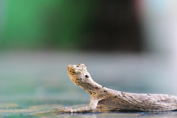 lizards on the floor. lizard on the green leaf