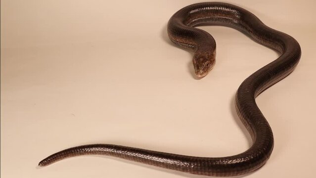 European glass lizard isolated on a white background.
Not snake. Legless lizard (Pseudopus apodus).
Reptile.
Exotic veterinarian, wildlife vet.
Veterinary medicine.
Reptiles, wild animals, animal