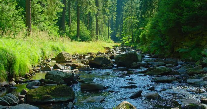 Fast flowing mountain stream in pine forest. Green vegetation along water floss. Picturesque nature landscape. Wet gray boulders. Close-up. Calm relaxing and pleasant walk in coniferous woodland.