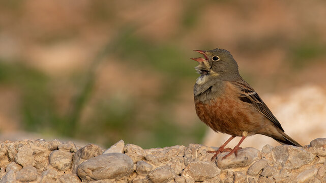 Ortolan Bunting is on the rock.