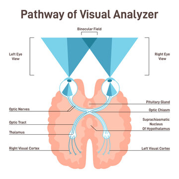 Visual pathway. Human eye and brain anatomical connetion with optic