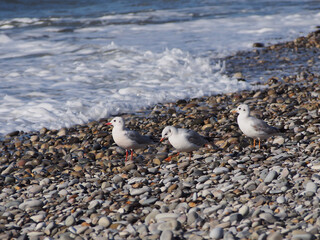 Seagulls standing on a pebble beach, against the background of the blue sea, close-up.