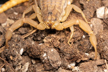 yellow scorpion on soil, close-up view