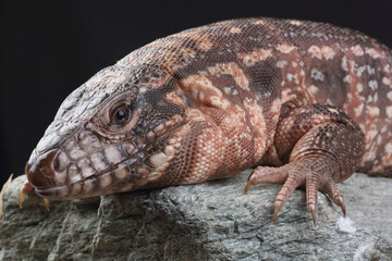 A portrait of a Red Tegu on a rock
