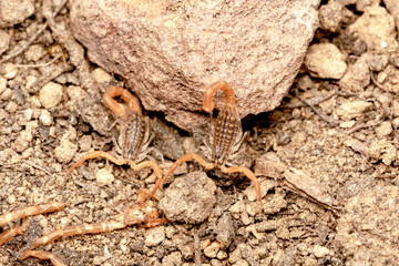 Baby Anatolian yellow scorpion macro shot