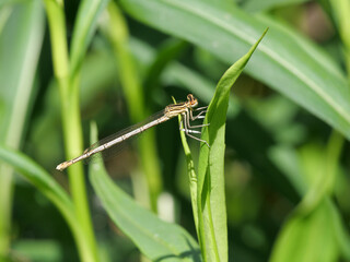 Weißes Weibchen einer Azurjungfer Coenagrion sizt auf einem Grasblatt