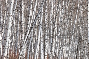 Obraz premium Birch grove with young foliage on a sunny spring day, landscape banner