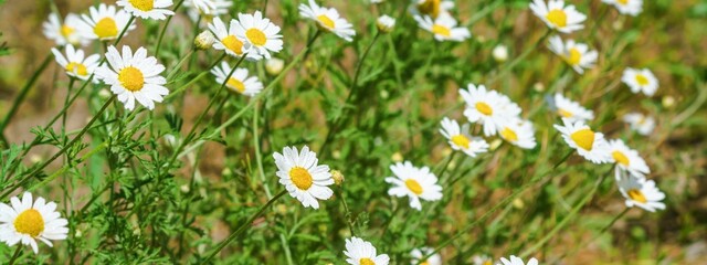 Сhamomile (Matricaria recutita), blooming plants in the spring meadow on a sunny day, closeup