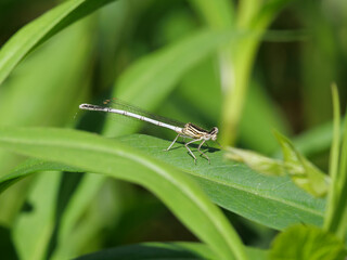 Weißes Weibchen einer Azurjungfer Coenagrion sizt auf einem Grasblatt